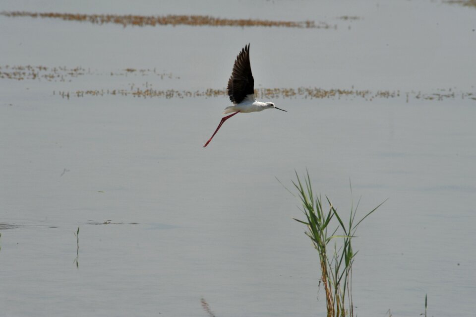 Wild flight stilt
