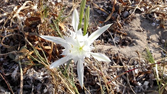 Maquis flowers flower