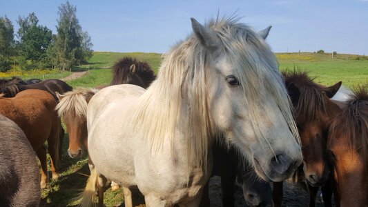 Horse horses islander