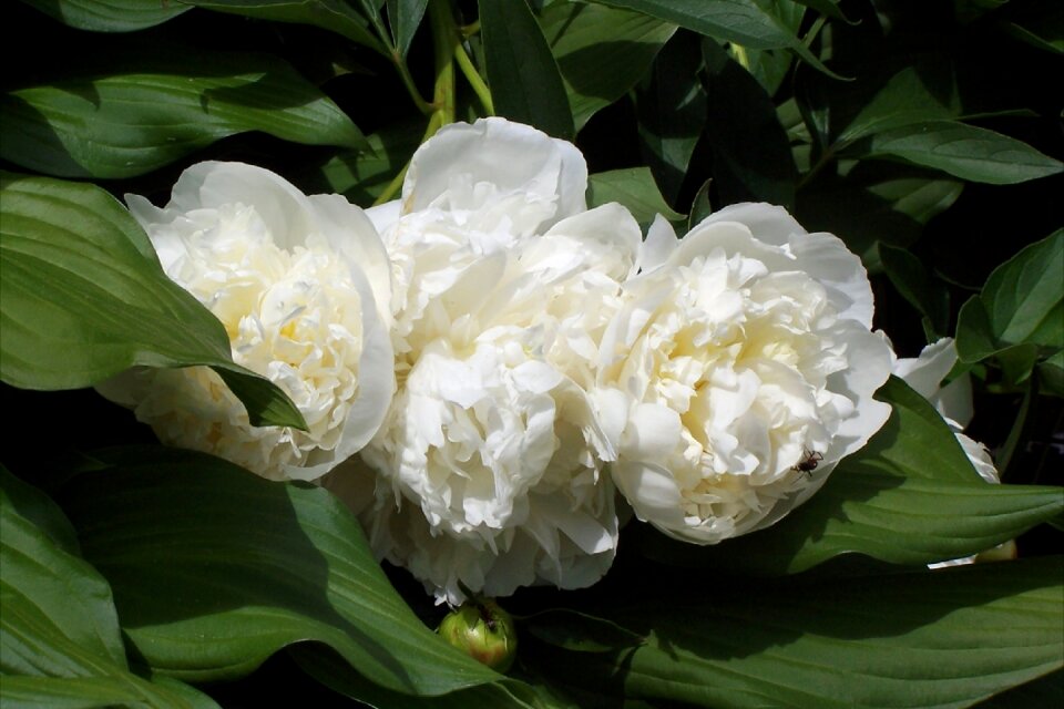 Blossom white bloom
