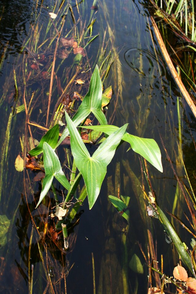Ramon voronezh river