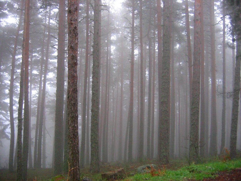 Trees mist nature