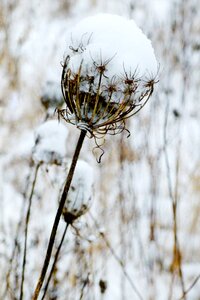 Snow nature winter magic