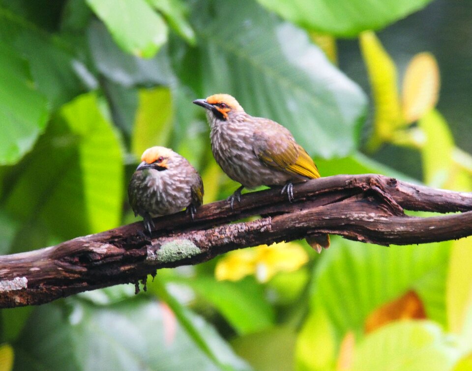 Bird nature branch