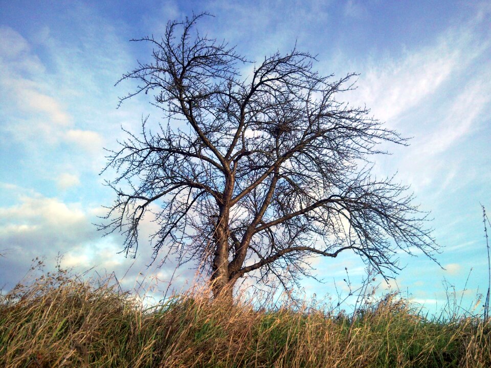 Trunk sky contrast