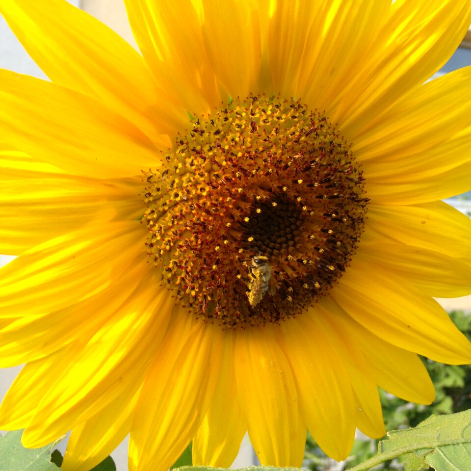 Nature sunflower bloom
