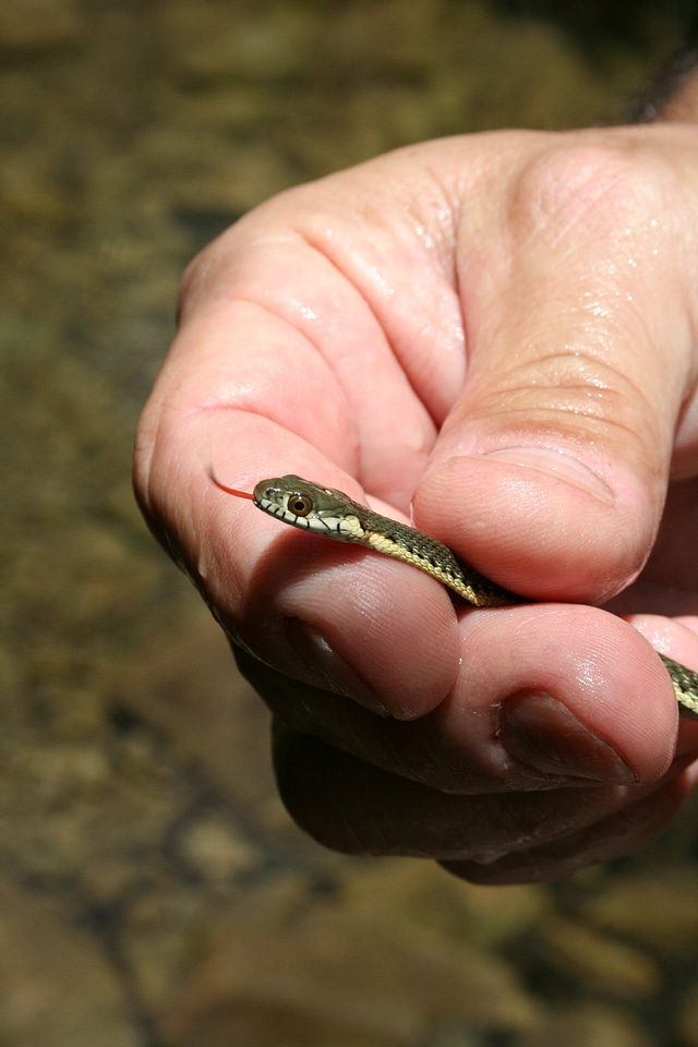 Hand animal serpent