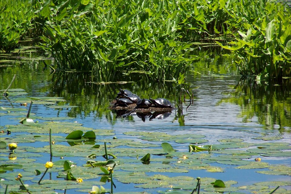 Reptile nature water
