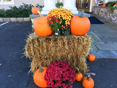 Pumpkins hay