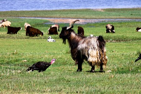 Landscape goat grassland