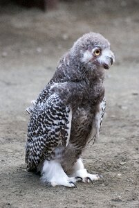 Owl ninny snowy owl