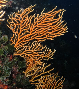 Divers underwater nature photo