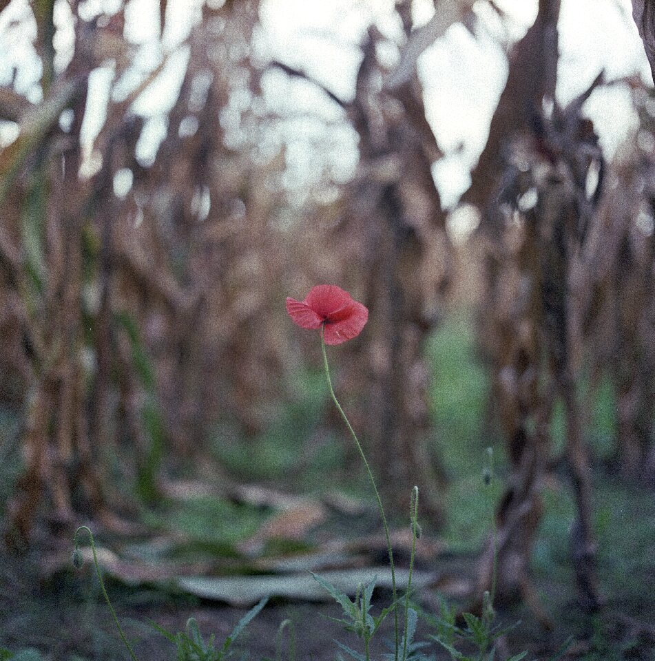 Red spring flower