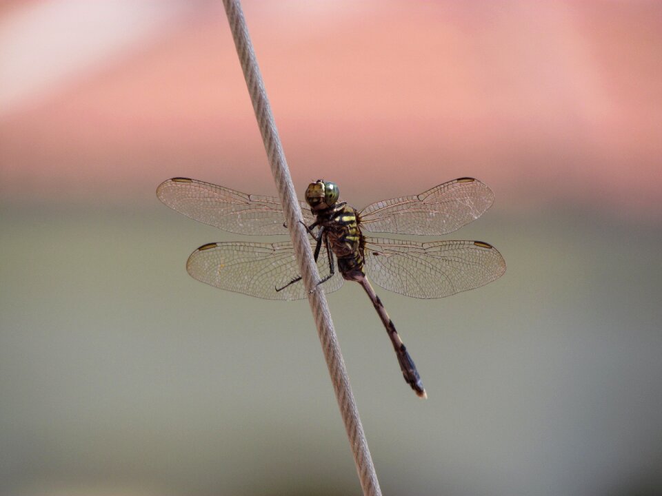 Dragonfly animal close-up