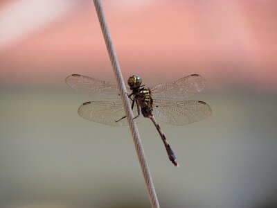 Dragonfly animal close-up