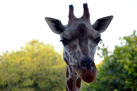 Animal nature giraffes photo
