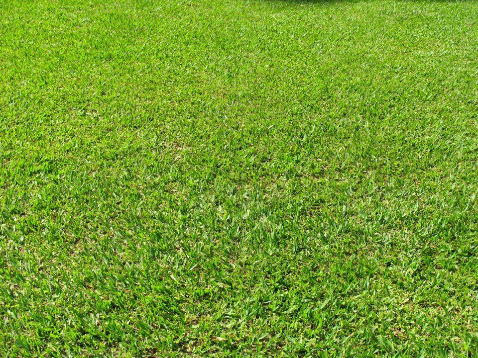 Football field grass football