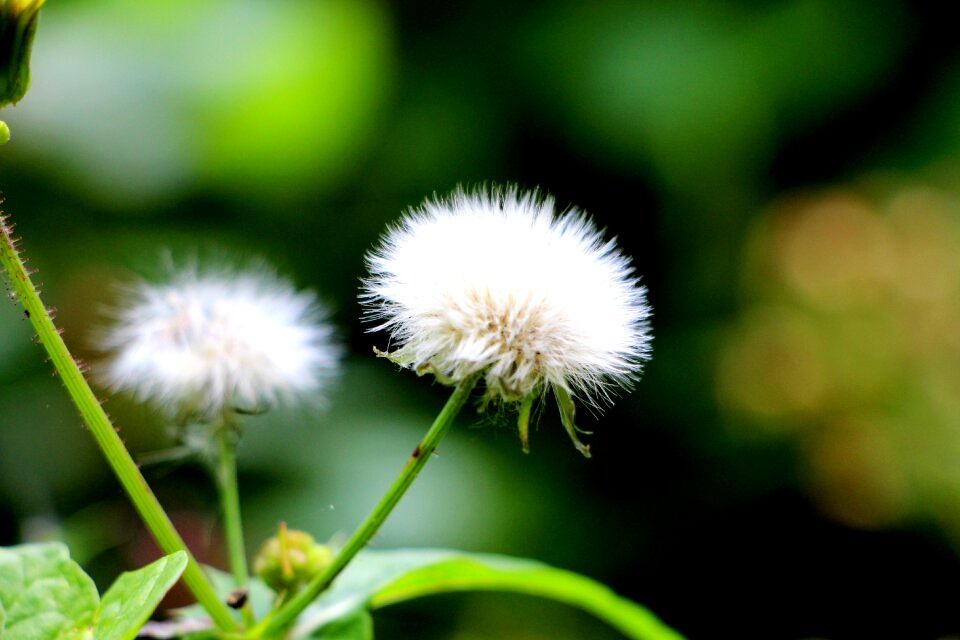 Dandelion fluffy dry