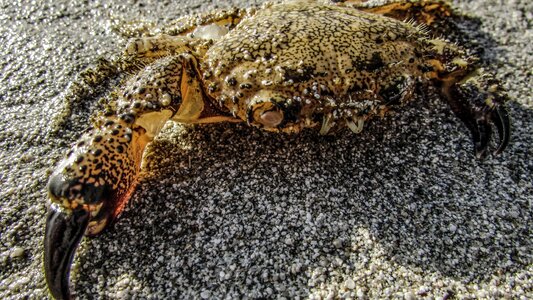 Nature wildlife beach photo