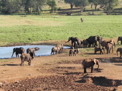 Elephant kenya africa