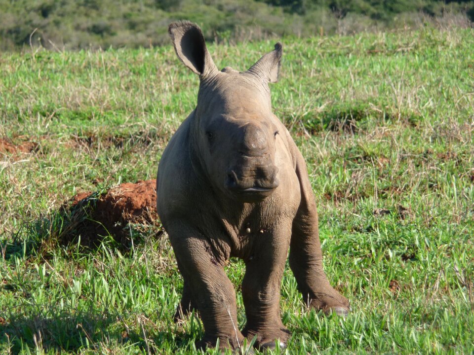 Big game safari animal world