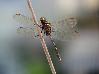 Dragonfly special shooting