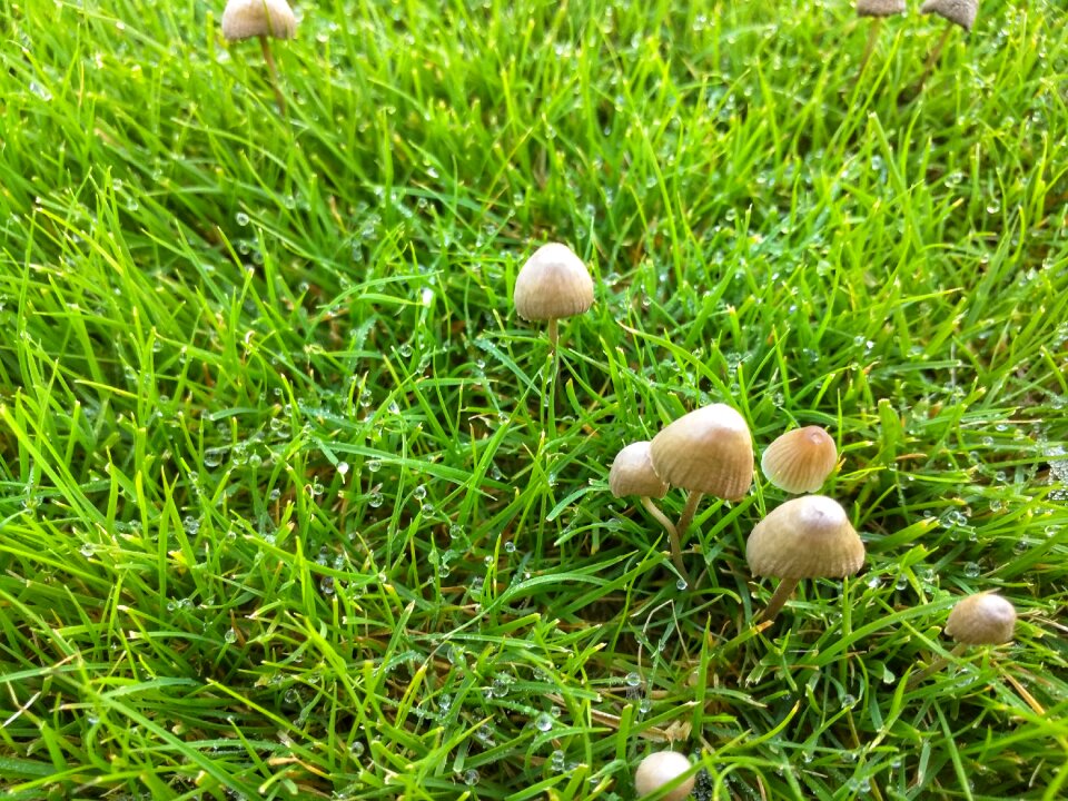 Green grass nature meadow