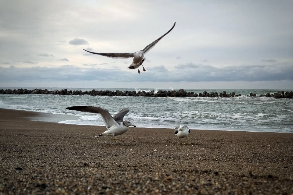 Beach seagull seabird photo