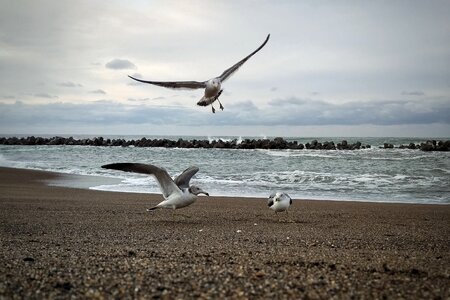 Beach seagull seabird