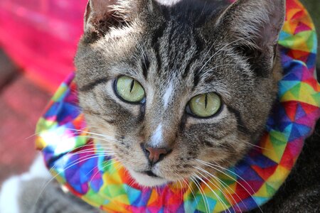 Pet rescue adoption