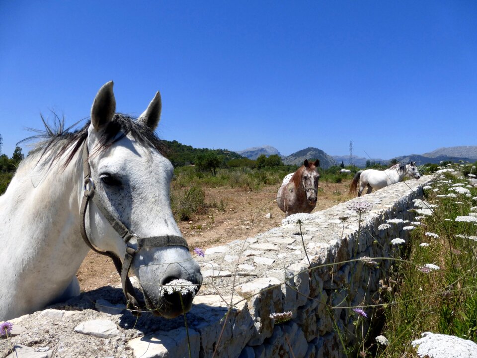 Mallorca pasture