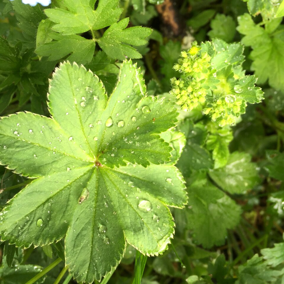 Lady's mantle dew plant