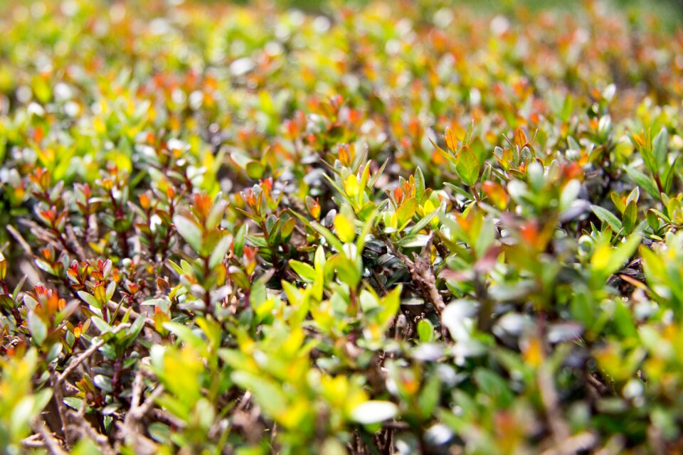 Nature green summer