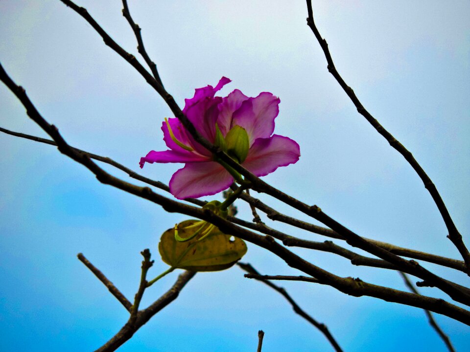 One in tree
