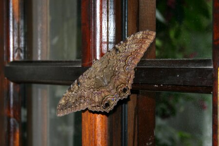 Butterfly nature animals