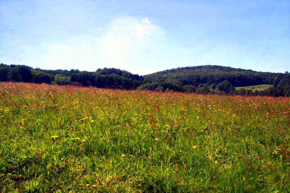 Spring meadow wildflowers