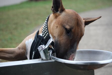 Dog red bullterrier