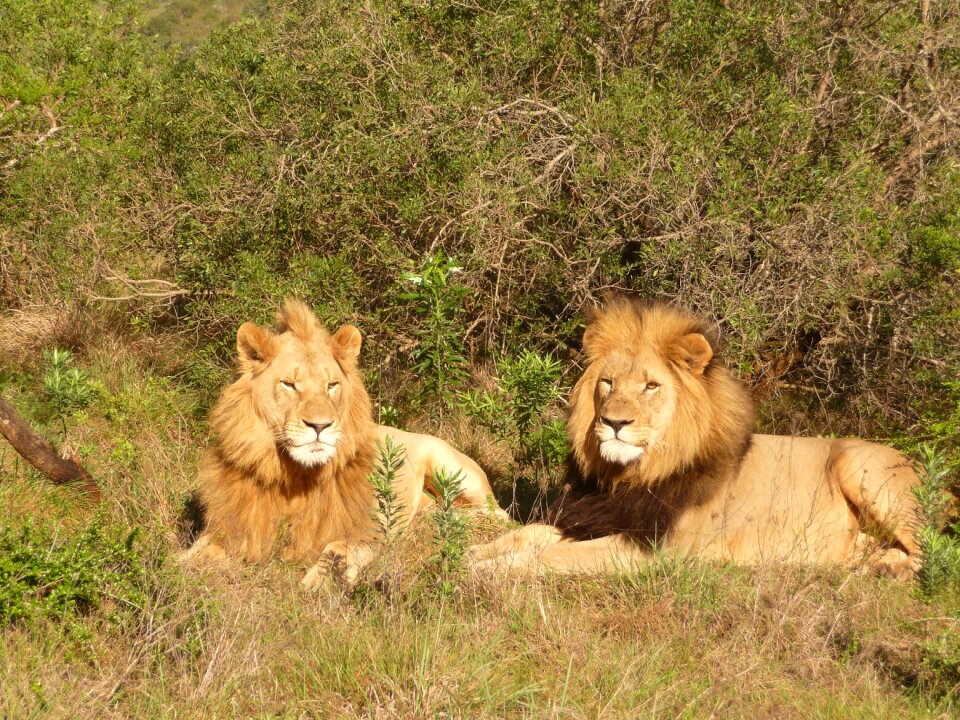 Safari wildcat predator photo