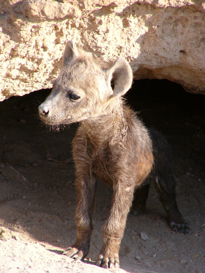 Baby curious taster
