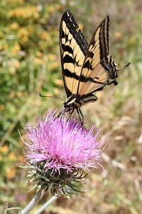 Thistle vibrant close-up