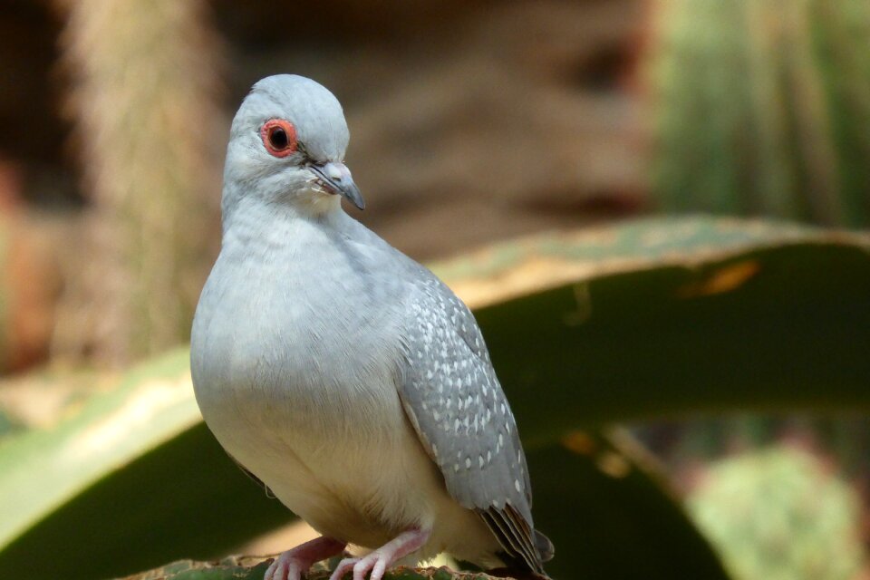 Dove desert dove desert