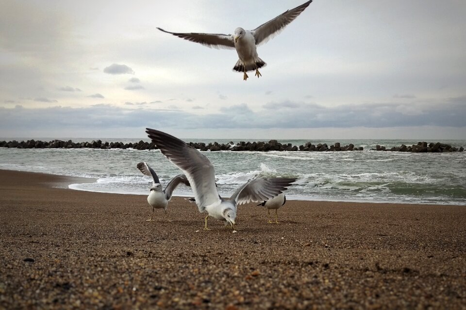 Sea beach seagull