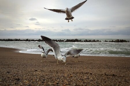 Sea beach seagull photo