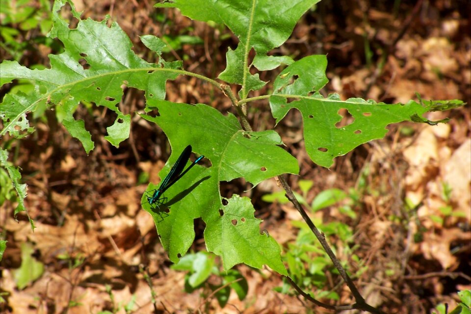 Nature wings odonata