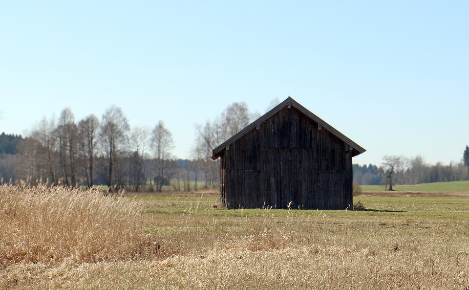 Field meadow nature