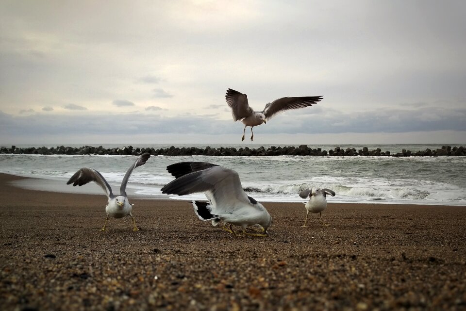 Beach seagull seabird