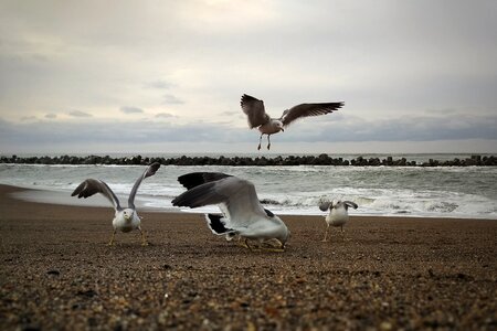 Beach seagull seabird photo