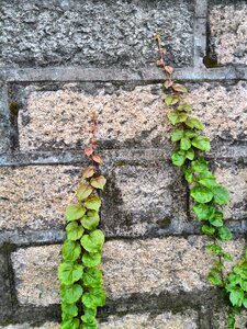 Grass wall flower vine