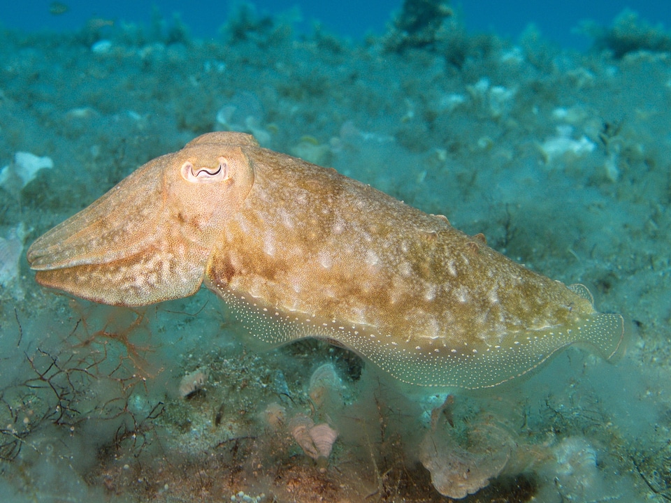 Diving underwater creature