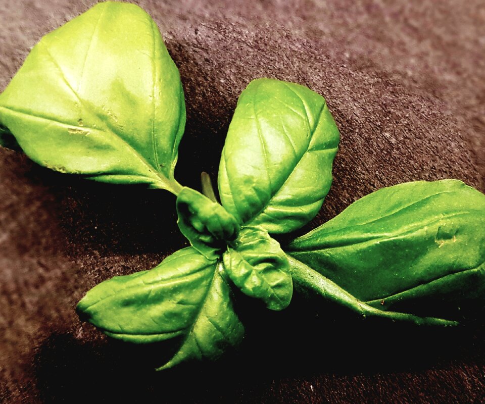 Green herbs plant
